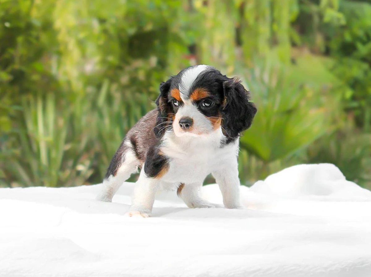 Cuccioli di Cavalier King in Vendita