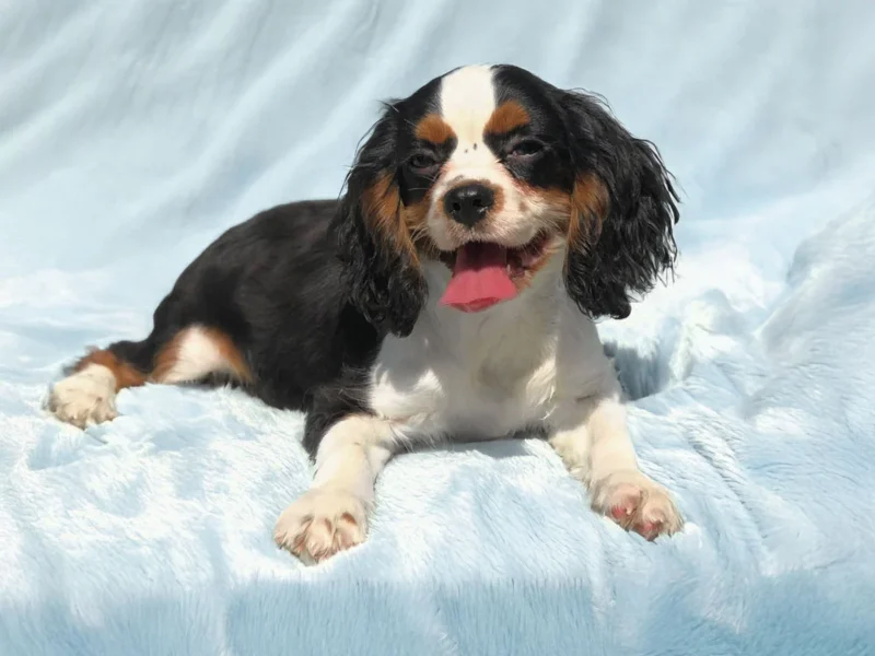 Cavalierking Wick1