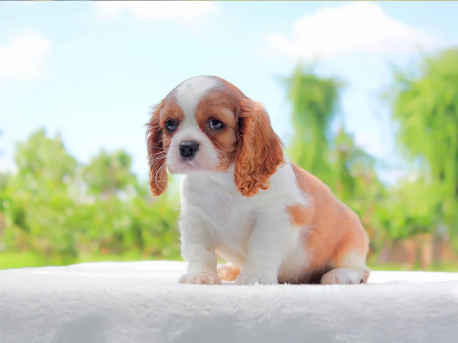 Cavalierking Diesel1