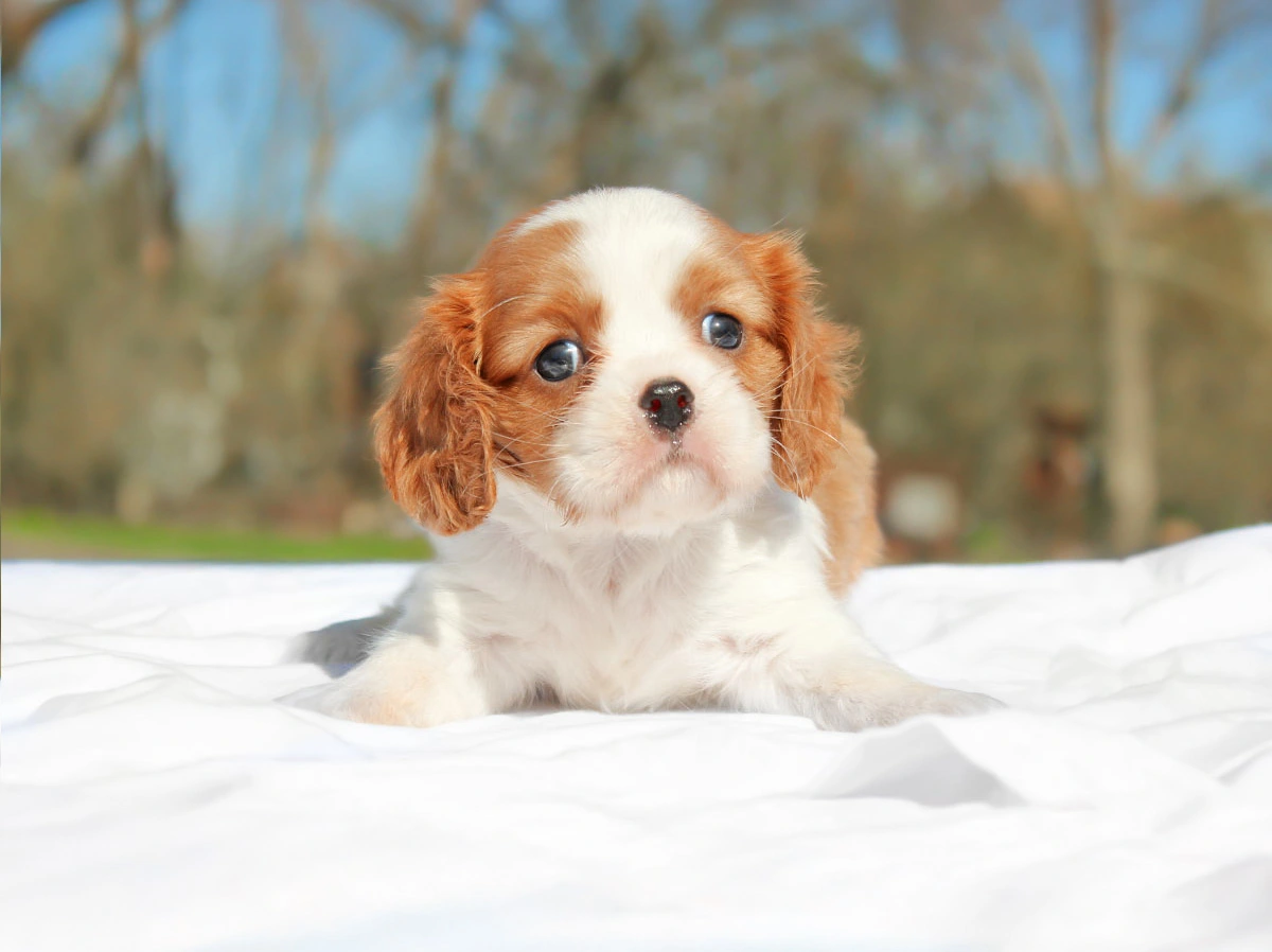 Allevamento Cavalier King