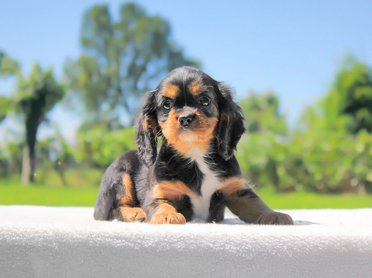 Cavalier King a Milano e Pavia