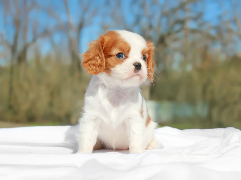 Cavalierking Mathilde