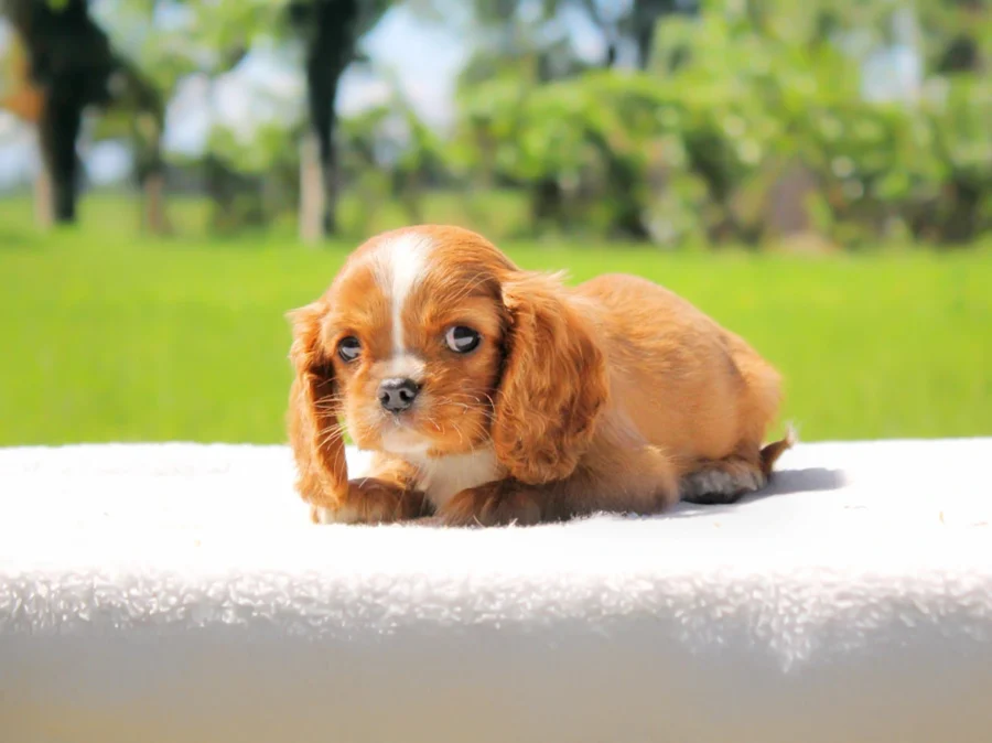 Cavalierking Miley1