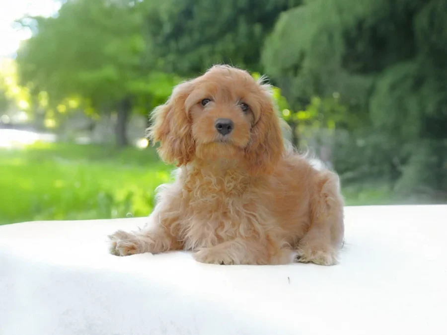 Cavapoo Michelangelo1