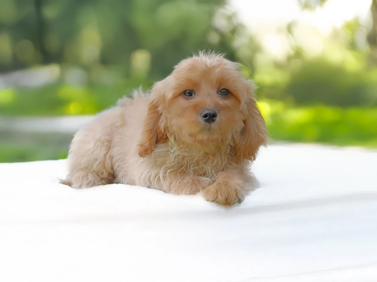 Cavapoo a Milano e Pavia