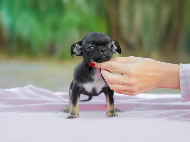 Chihuahua Izzy1