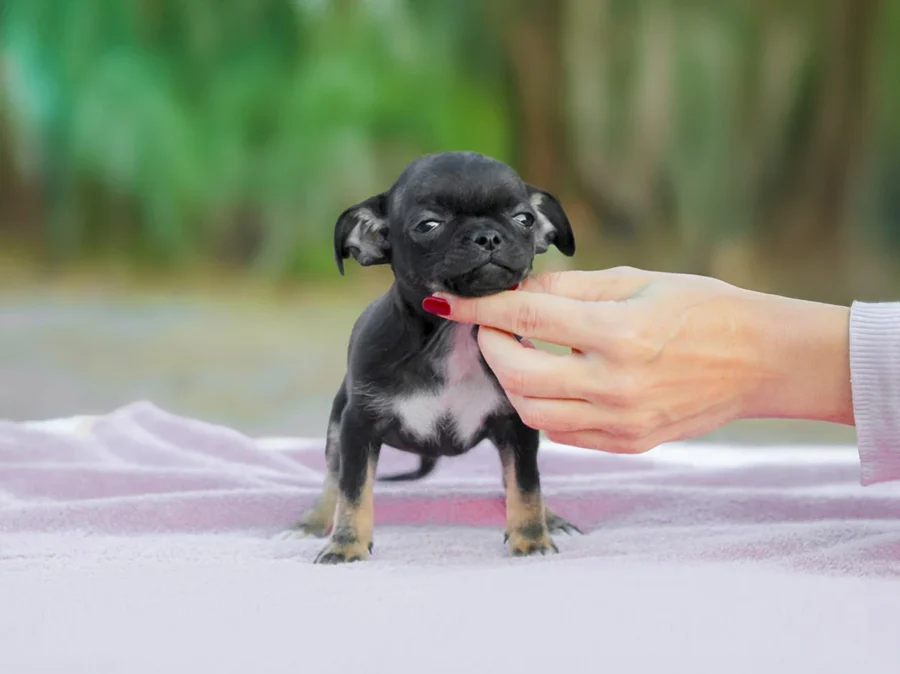 Chihuahua Izzy1