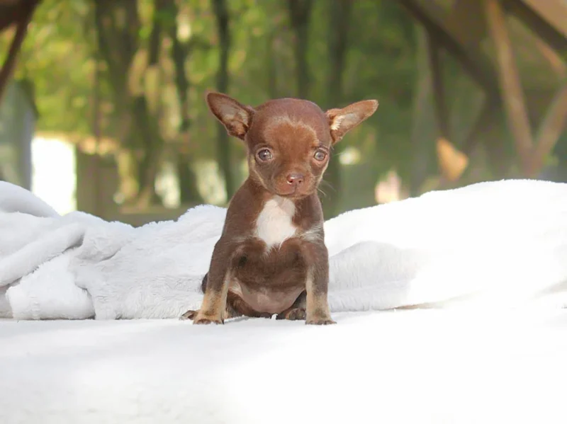 Chihuahua Odino1