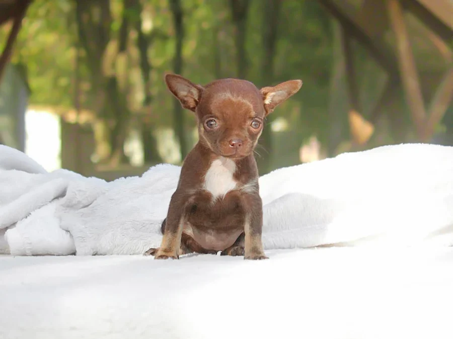 Chihuahua Odino1