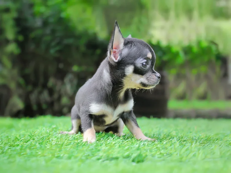 Chihuahua Rose1