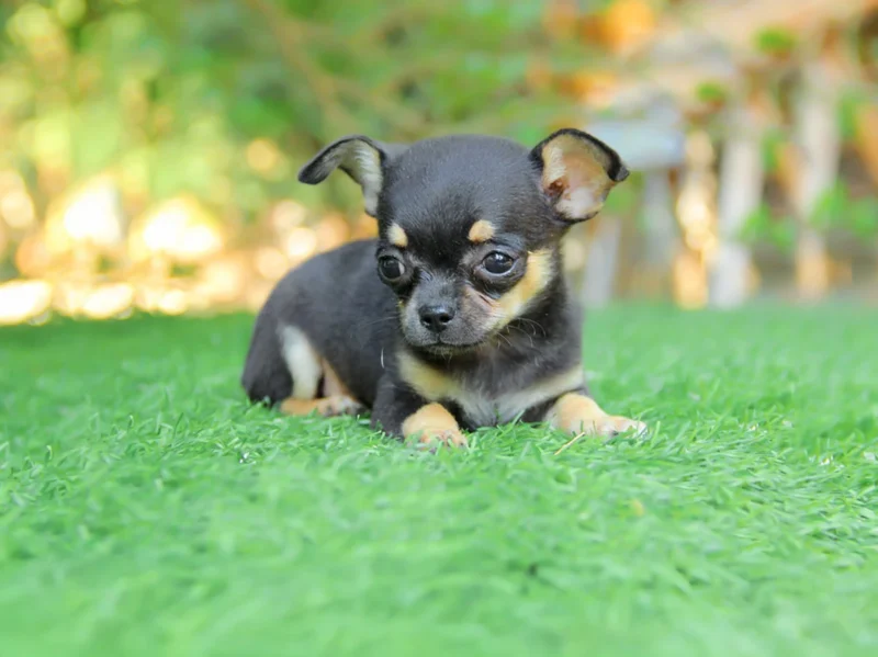 Chihuahua Chicco