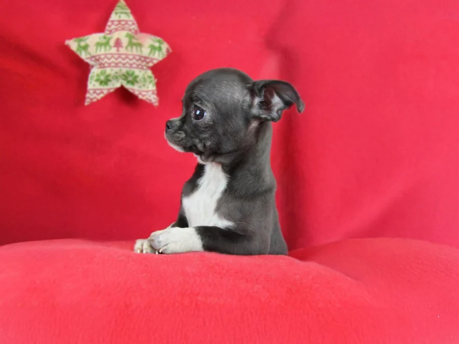 Chihuahua Frodo