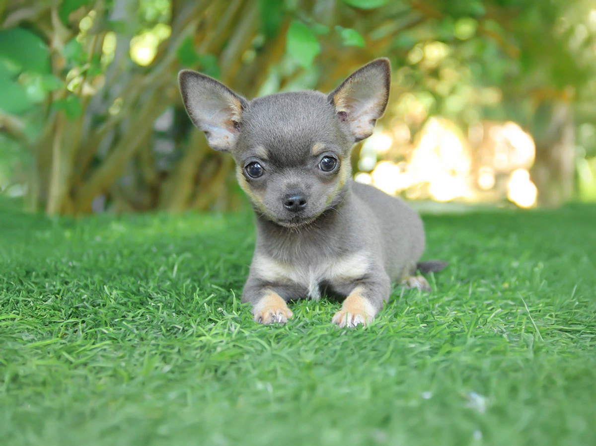 Allevamento Chihuahua