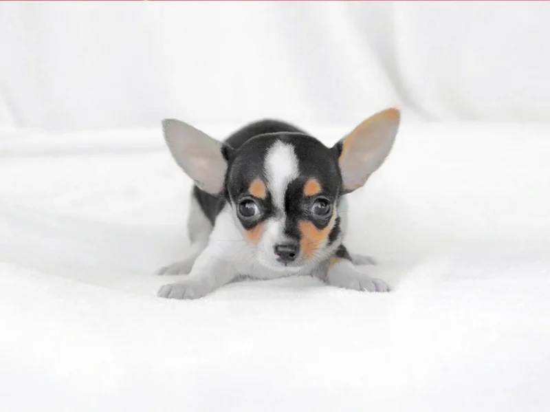 Chihuahua Giorgina1