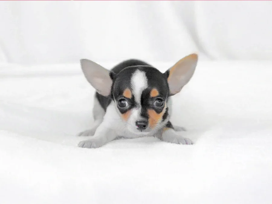Chihuahua Giorgina1