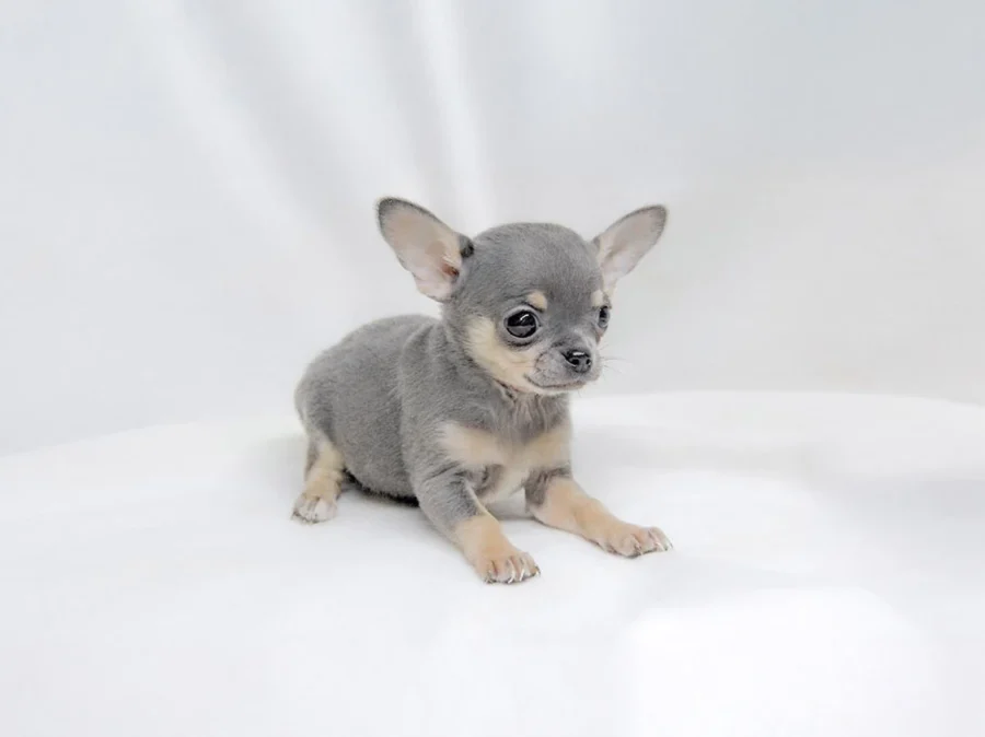 Chihuahua Hooch1