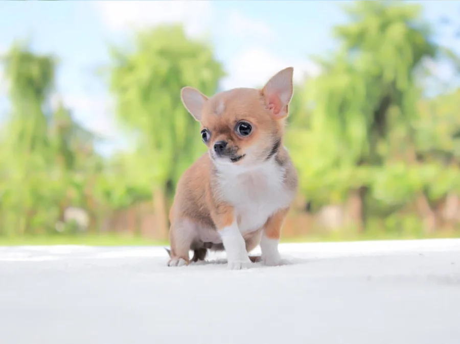 Chihuahua Jasmine1