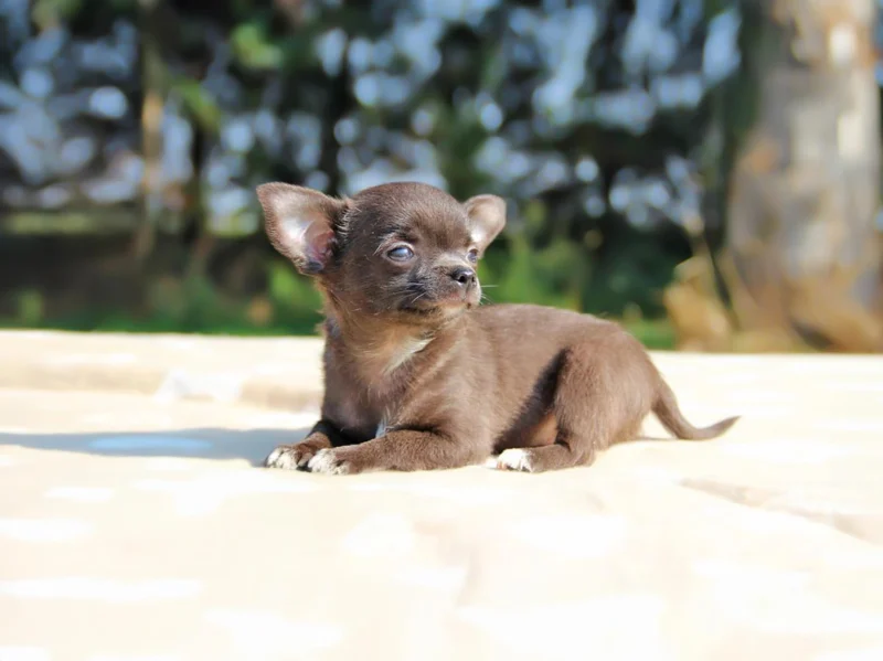 Chihuahua Merlino