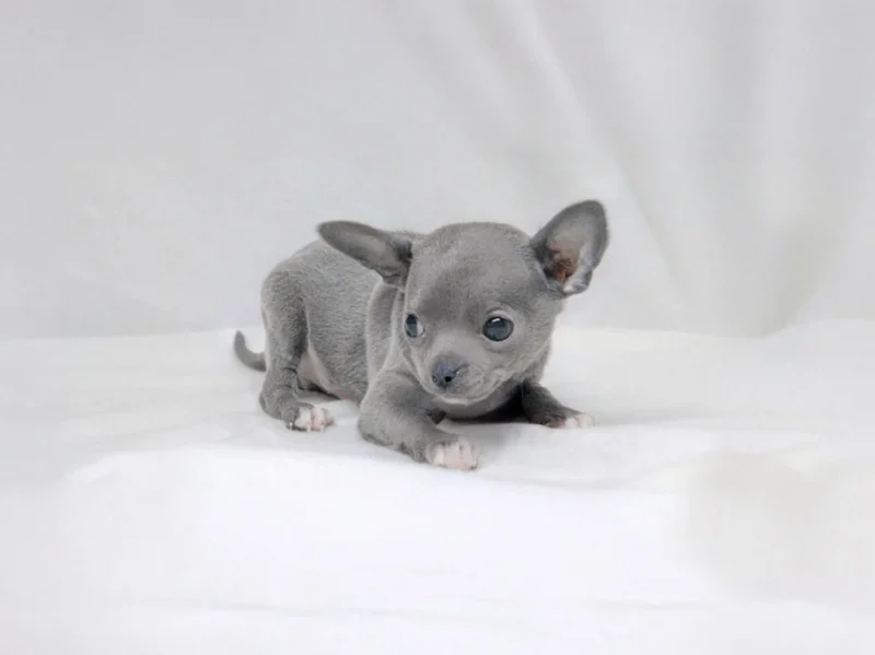 Chihuahua Paky
