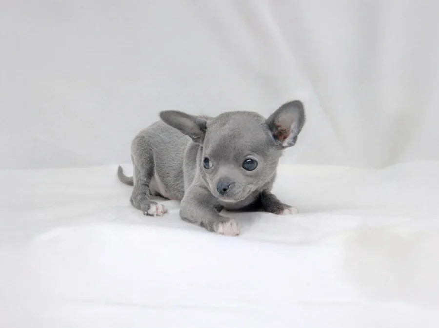 Chihuahua Paky
