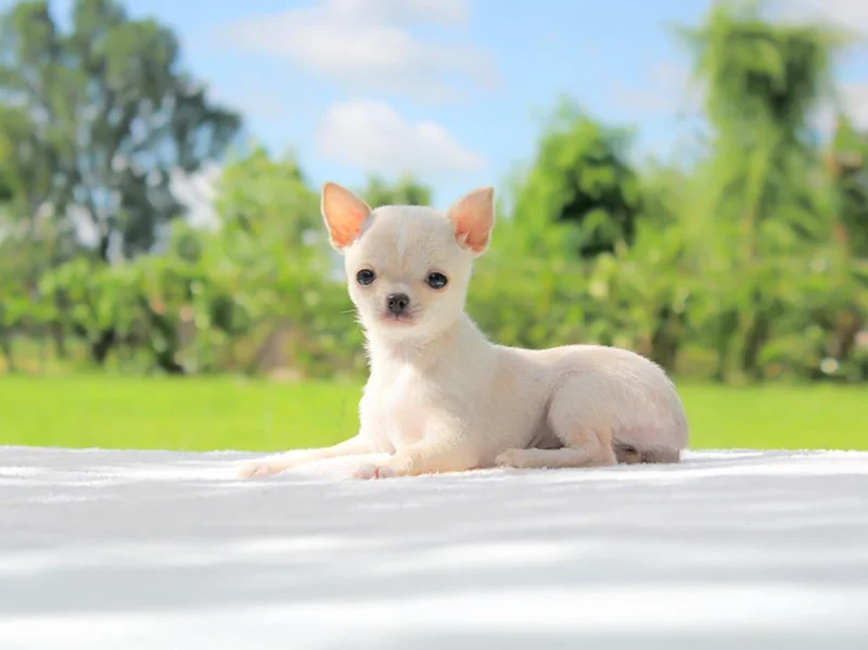 Chihuahua Pupilla1