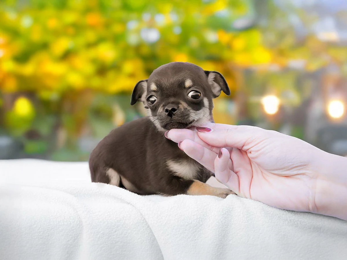 Chihuahua in vendita a Milano e Pavia