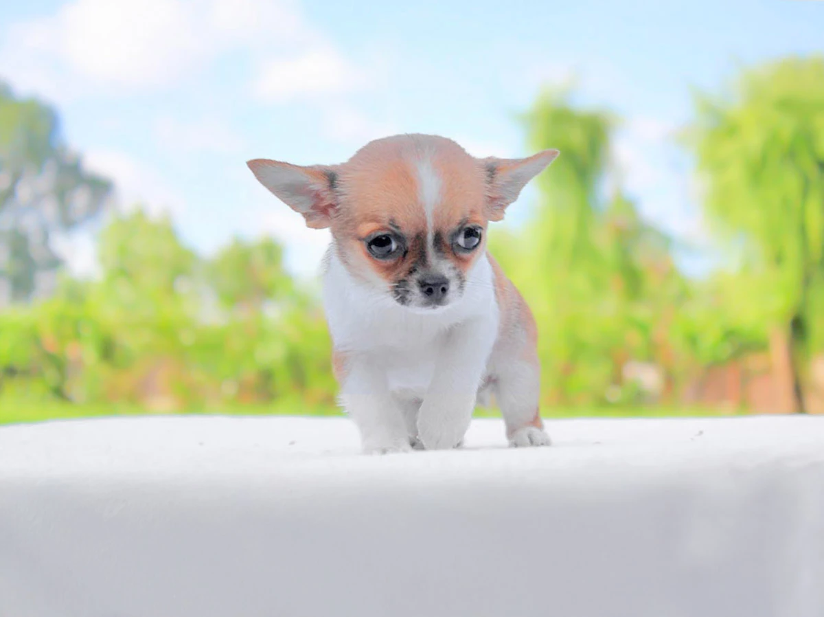 Vendita Cuccioli di Chihuahua