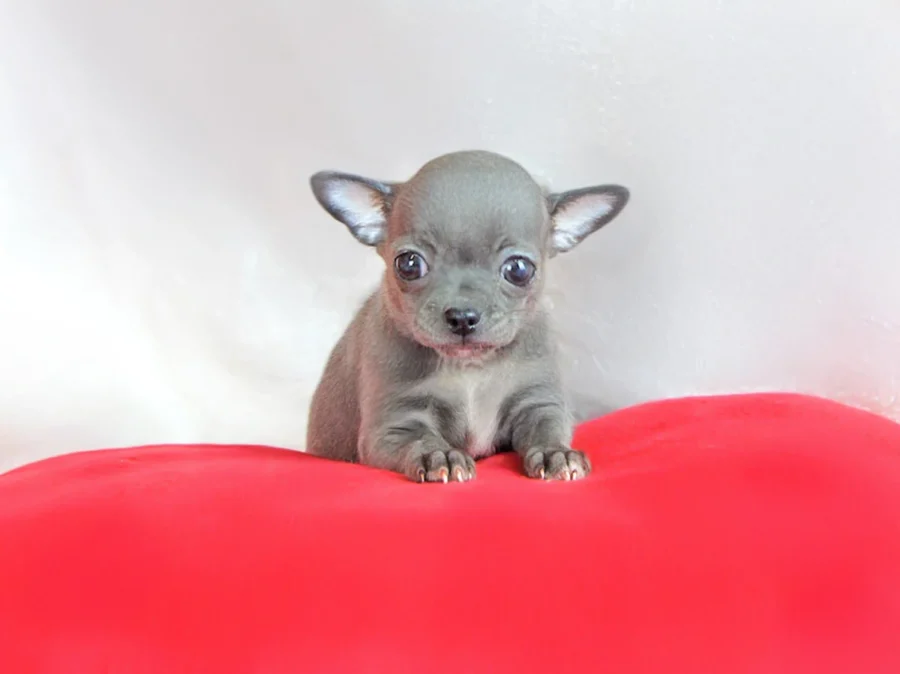 Chihuahua Wendo