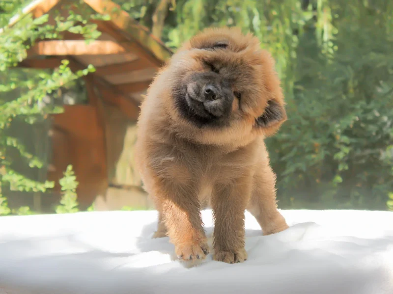 Chowchow Calypso1