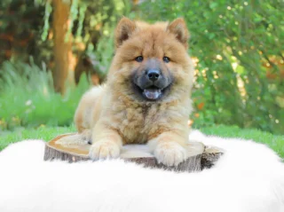 Chowchow Katy1