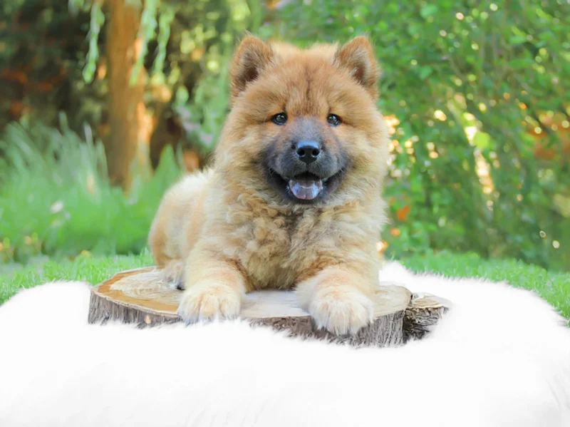 Chowchow Katy1