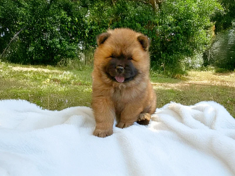 Chowchow Paco1