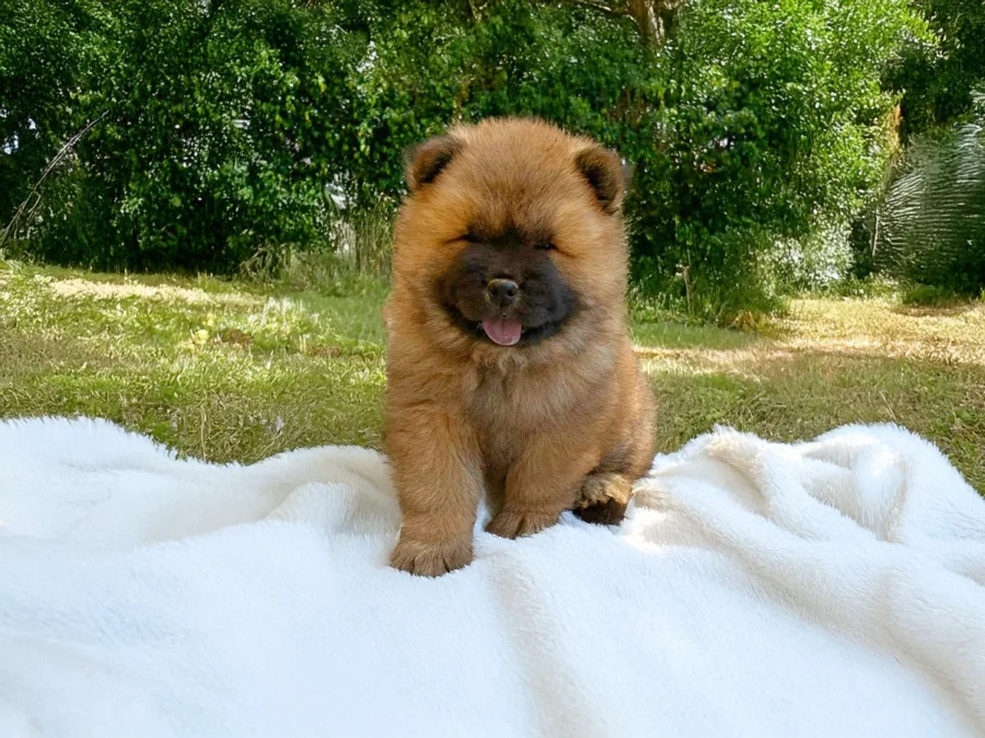 Chowchow Paco1