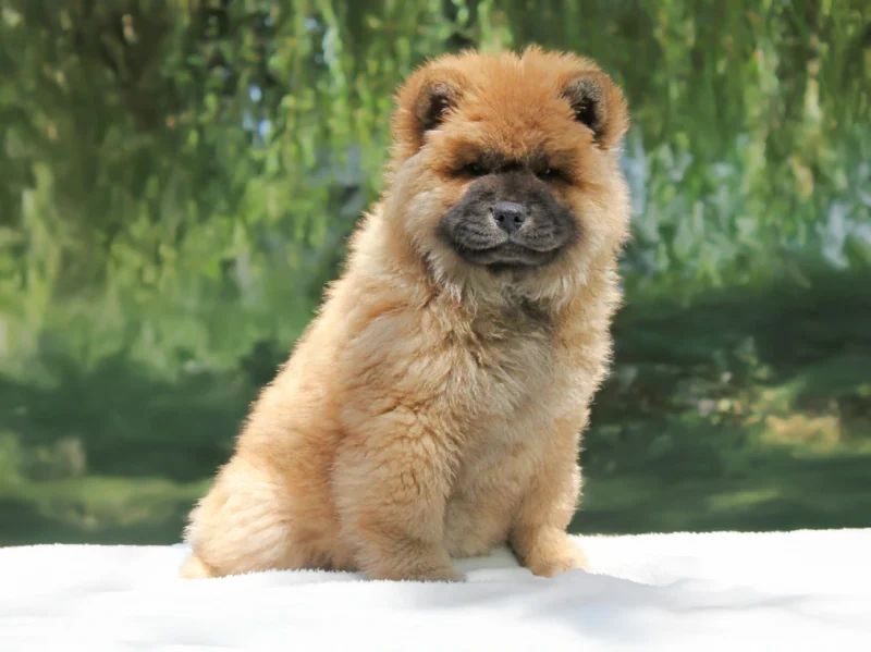 Chowchow Arlina5
