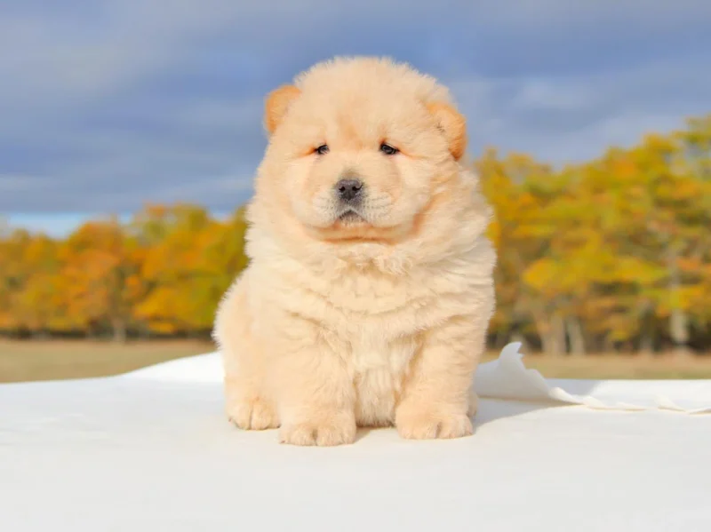 Allevamento Chow Chow