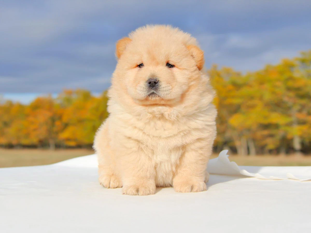 Allevamento Chow Chow