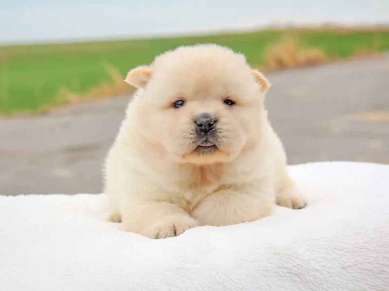 Chowchow Desy1