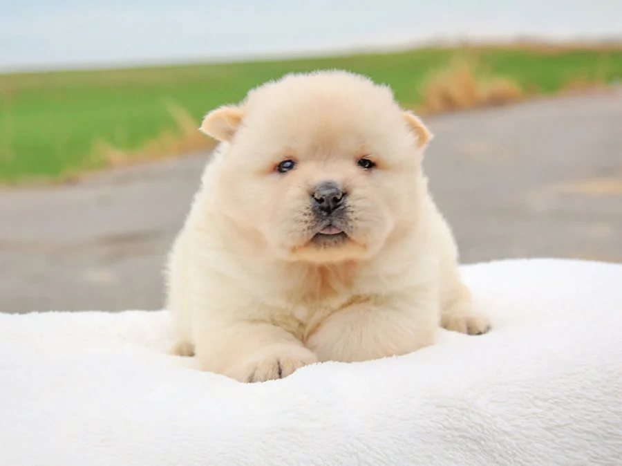Chowchow Desy1
