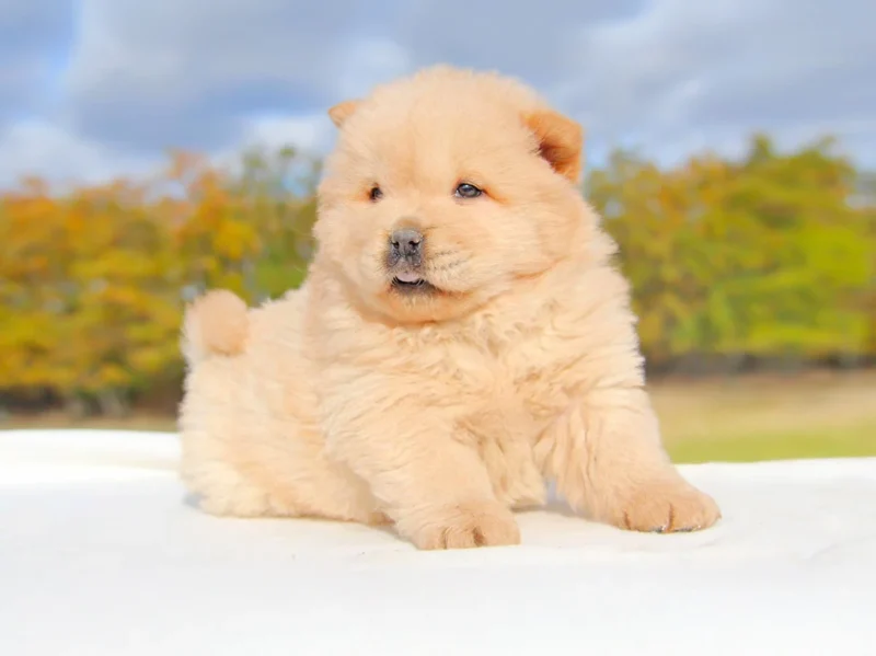Chowchow Gilda