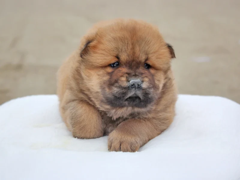 Chowchow Julien2
