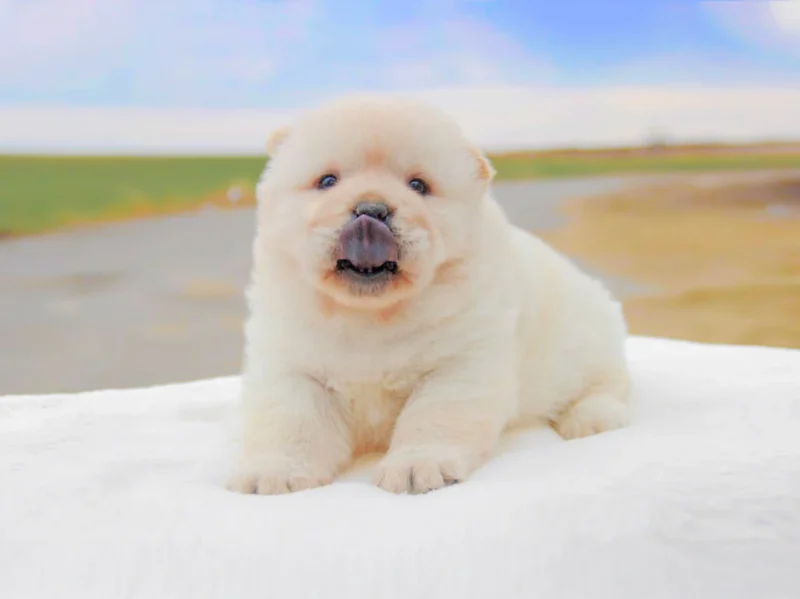 Chow Chow Milano Pavia