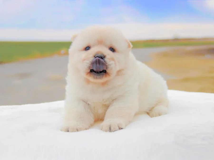 Chow Chow Milano Pavia