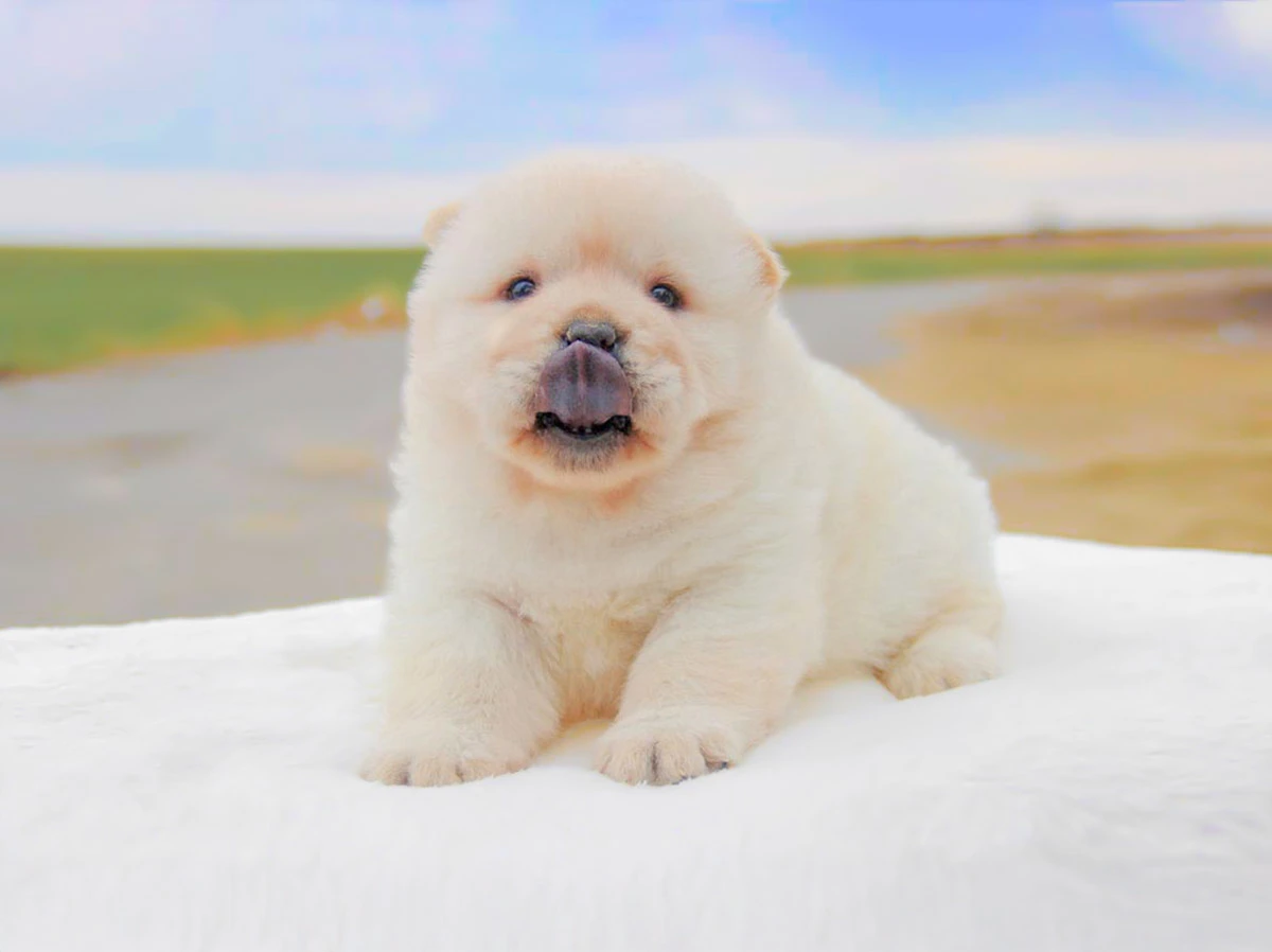 Chow Chow Milano Pavia