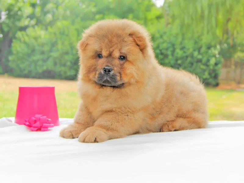Chowchow Naomi