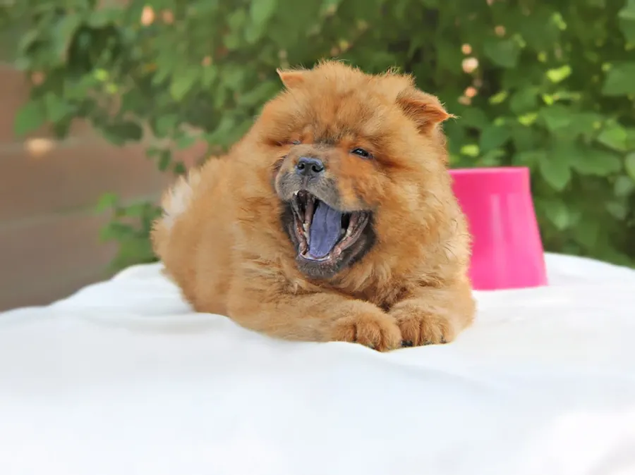 Chow Chow