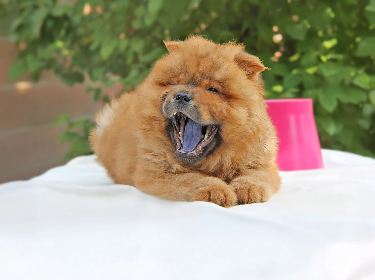 Cuccioli di Chow Chow in vendita
