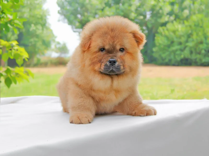 Chowchow Pimpa2