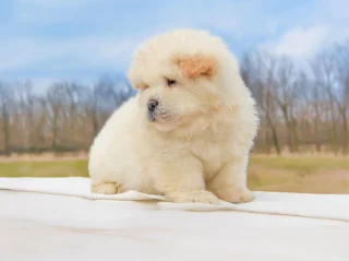 Chowchow Remo2