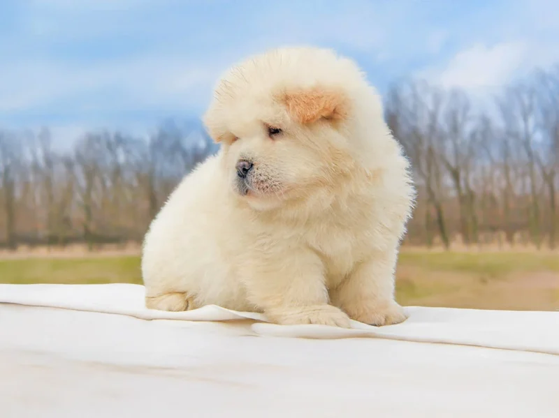 Chowchow Remo2