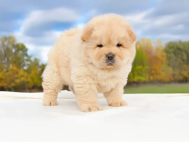 Chowchow Snorlax